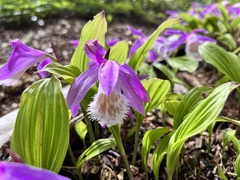 Pleione