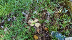Podophyllum peltatum