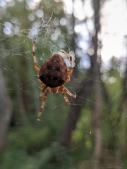 Araneus diadematus