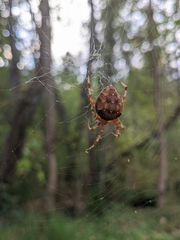 Araneus diadematus