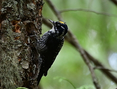 Picoides dorsalis