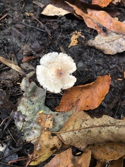 Lepiota cristata