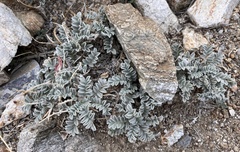 Astragalus coccineus