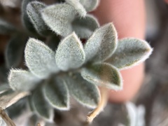 Astragalus coccineus