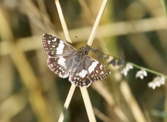 Heliopetes domicella