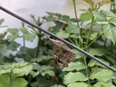 Libytheana carinenta mexicana