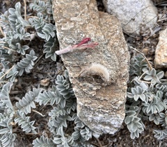 Astragalus coccineus