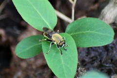 Pterallastes thoracicus