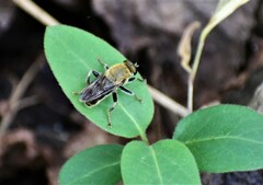 Pterallastes thoracicus