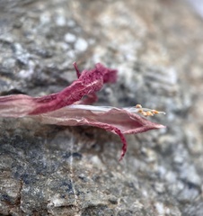 Astragalus coccineus