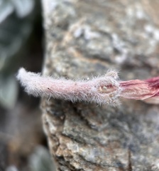 Astragalus coccineus
