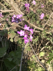 Lantana megapotamica