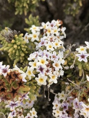 Heliotropium pycnophyllum