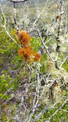 Teloschistes capensis