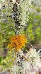 Teloschistes capensis