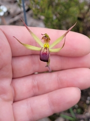 Caladenia leptochila