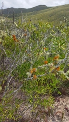 Teloschistes capensis