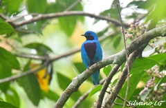 Cotinga amabilis