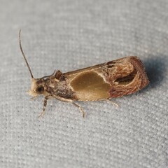 Eumarozia malachitana