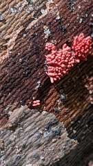 Arcyria denudata