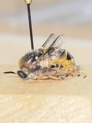 Acroceridae