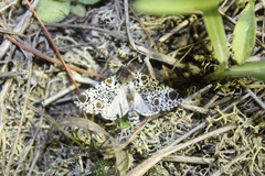 Harrisimemna trisignata