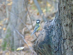 Parus major