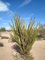 Fouquieria splendens splendens
