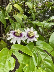 Passiflora edulis