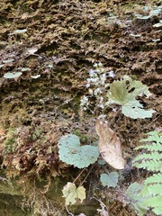 Heuchera missouriensis