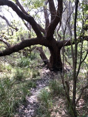 Eucalyptus botryoides