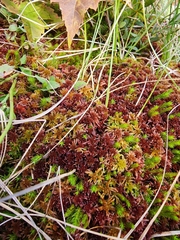 Sphagnum rubellum