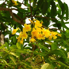 Tabebuia aurea