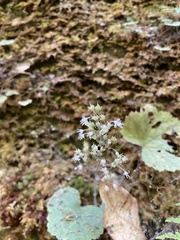 Heuchera missouriensis