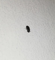 Coleoptera