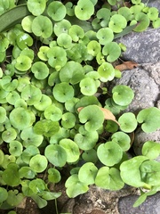 Dichondra repens
