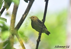 Ceratopipra mentalis