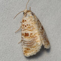 Diastema tigris