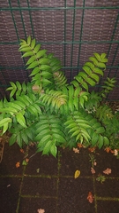 Ailanthus altissima