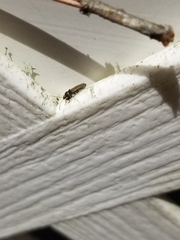 Pseudopachybrachius basalis