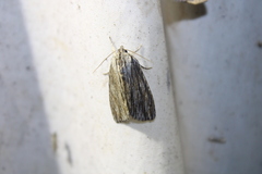 Acronicta lithospila