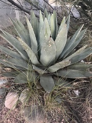Agave