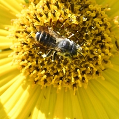 Megachilinae