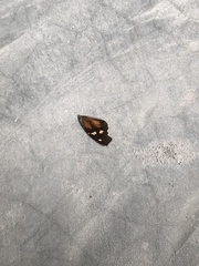 Libytheana carinenta mexicana