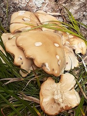 Lyophyllaceae