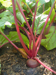 Beta vulgaris