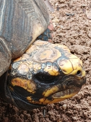 Chelonoidis carbonarius