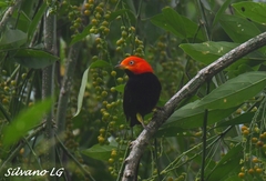 Ceratopipra mentalis