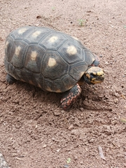 Chelonoidis carbonarius