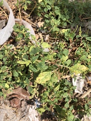 Amaranthus